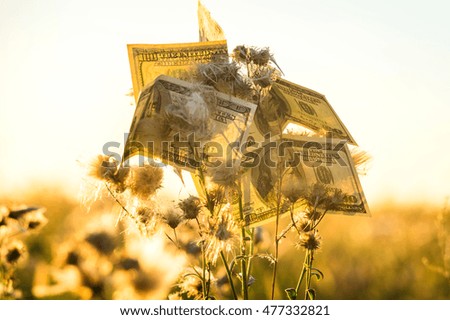 Dollars on the bush in steppe in sunset time