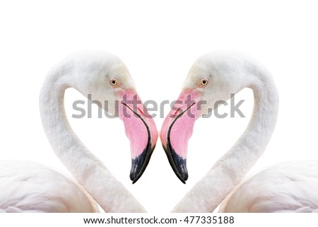 The flamingo facing collision make heart-shaped on the white background.