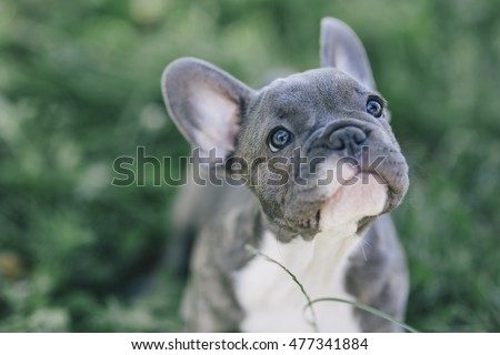 3 months old blue french bulldog Royalty-Free Stock Photo #477341884