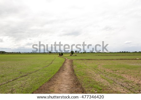 a way middle rice field with cloudy sky, dry ground, little grass, natural day light