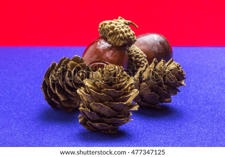pine cone with acorn on blue and red background