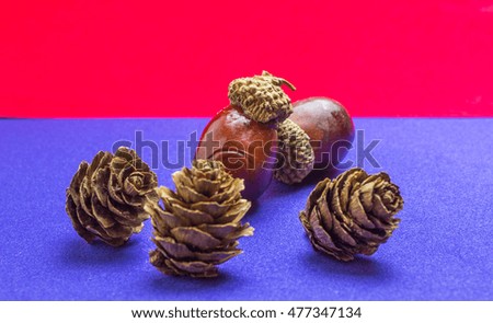 pine cone with acorn on blue and red background