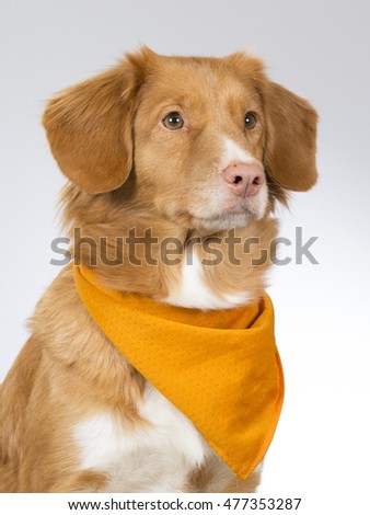 Nova scotia duck tolling retriever portrait. The dog breed is also known as toller. Dog is wearing an orange scarf. Image taken in a studio.