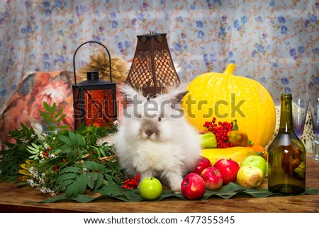 Still to day of thanksgiving with autumn vegetables, fruit, pumpkin, vegetable oil and a bottle of Angora rabbits.