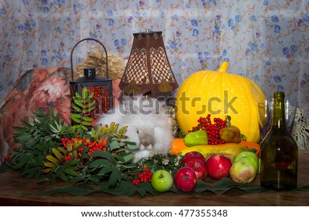 Still to day of thanksgiving with autumn vegetables, fruit, pumpkin, vegetable oil and a bottle of Angora rabbits.