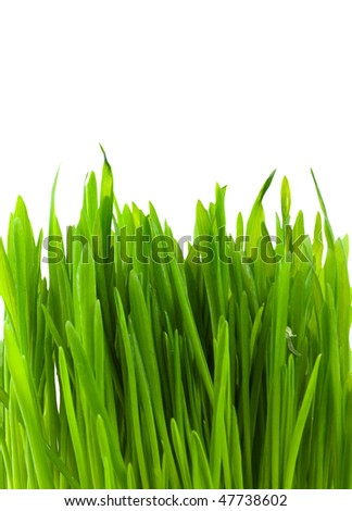 Green pratal grass isolated on a white background
