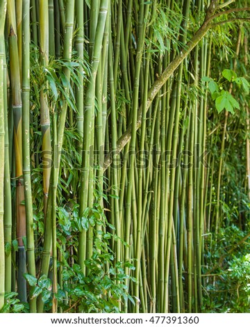 Growing green bamboo plants in a grove in the garden