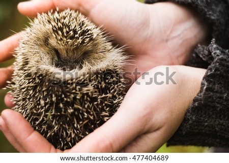 Hedgehog in human hand
