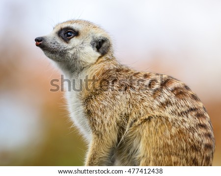 Meerkat (Surikate) close up view in forest hill.