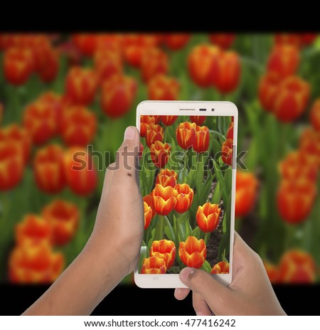 Take photograph tulips flower by phone