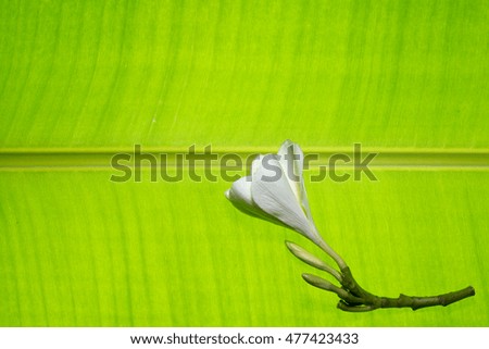 White frangipani flower isolated 