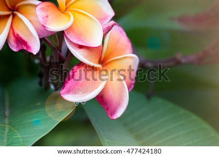 Photo beautiful orchid tree