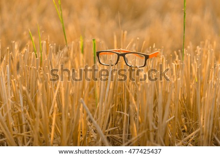 The glasses in the morning cornfield