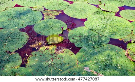 Prickly water lily Gorgon plant float on the lake