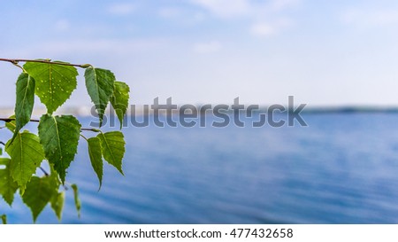 Hornbeam leaves in front of a beautiful lake