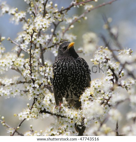cute starling perched in a white blossoming tree, against blue sky