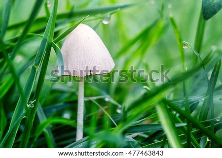 Closeup picture mushroom growing in nature. Botanical photography. Side View Dangerous Small White Cap Mushroom (Amanita phalloides) Among the Prairie Dew on the Morning after Rainy with Copy Space