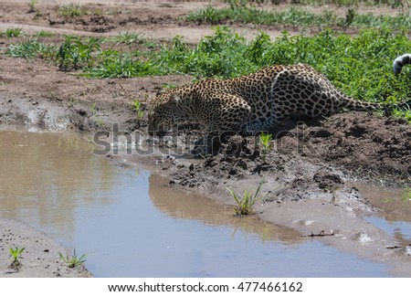 Wild leopard is drinking water from the puddle in the savannah. It is a picture of leopard shot at close range in natural habitat in the savannah.
