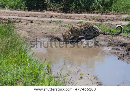 Wild leopard is drinking water from the puddle in the savannah. It is a picture of leopard shot at close range in natural habitat in the savannah.