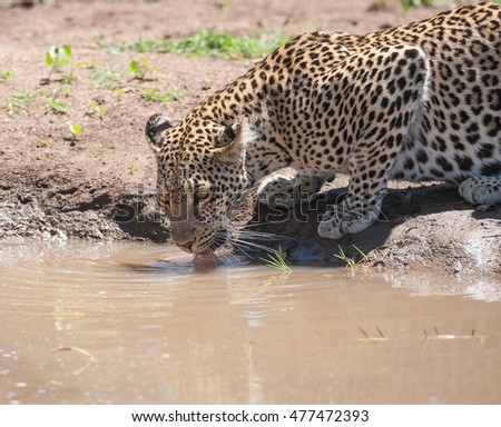 Wild leopard is drinking water from the puddle in the savannah. It is a picture of leopard shot at close range in natural habitat in the savannah.
