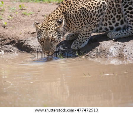 Wild leopard is drinking water from the puddle in the savannah. It is a picture of leopard shot at close range in natural habitat in the savannah.
