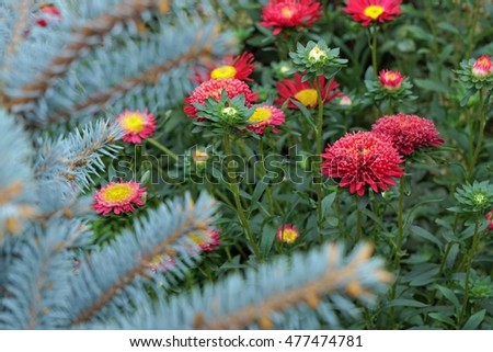 red asters on a background of blue spruce