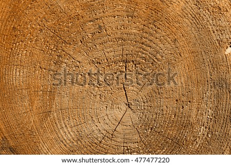 texture of the cut tree