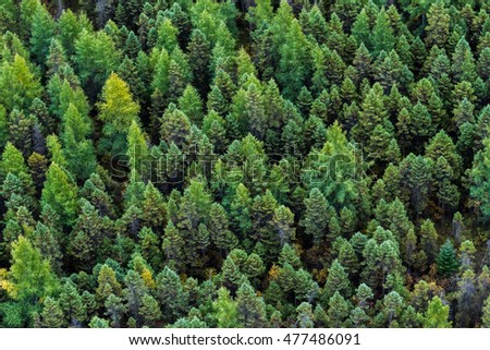 Aerial summer view from above a boreal forest in Quebec, Canada Royalty-Free Stock Photo #477486091