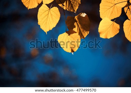 beautiful autumn leaves in the background, poster, photo wallpapers