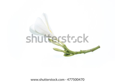 White frangipani flower isolated white background