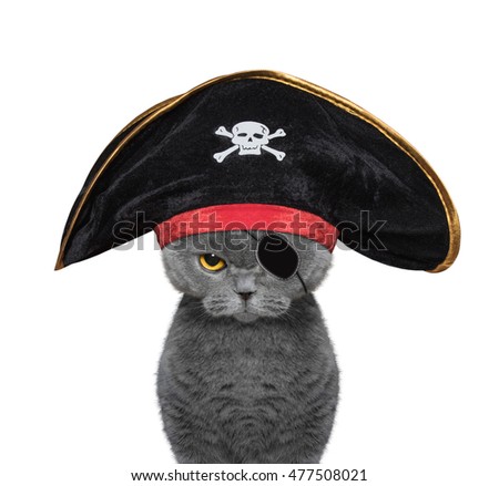 cute cat in a pirate costume -- isolated on white