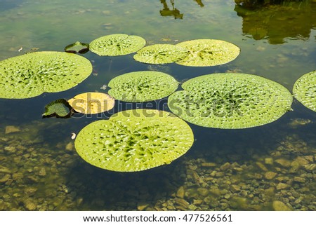 Lotus leaf in water