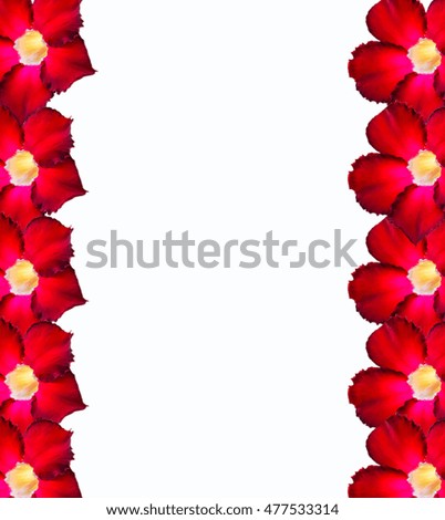 Red flowers on a white background