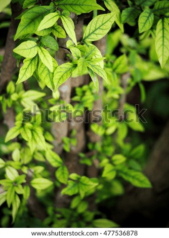 blur background from variety of green plant leaves shallow depth of field under shiny sunlight and environment in nature outdoor for relax mood backdrop and background
