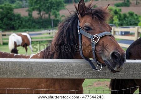 closeup horse in field