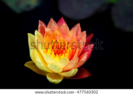 Image of two tone yellow - red waterlily