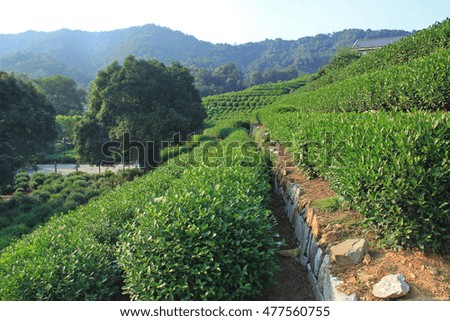 tea garden in the suburb of Hangzhou