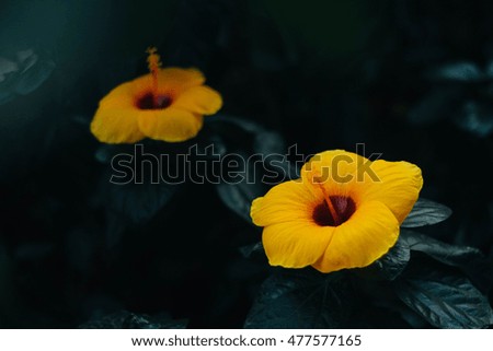 Flower in dark garden