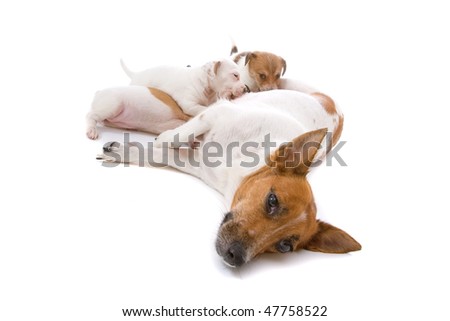 Jack russel terrier dog with drinking puppies isolated on a white background