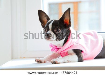 Small chihuahua on windowsill. Pink clothes for dogs