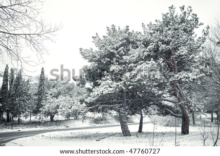 Countryside landscape - snowfall, trees and a road on a cloudy winter day.