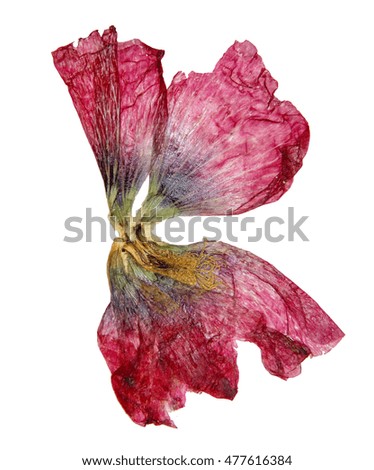 tulip perspective, dry delicate red, purple flowers and petals isolated on white background scrapbook pressed
