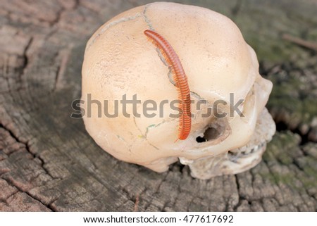 human skull with Millipede on old wood in the forest, still life style.