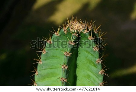 Cactus tree with nature