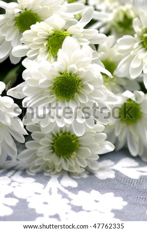 Laying on chrysanthemum with green center