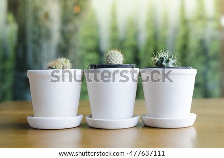 Soft focus of small pretty cactus in flowerpot on wooden table with copy space
