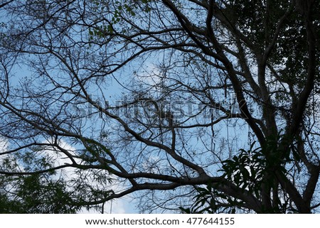 Tree's shadow under the blue sky