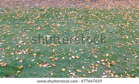 leaf fall on the green grass in the autumn,background picture