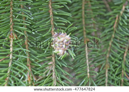 Spruce branches on a green background with young cones