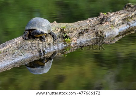 Blanding's Turtle - Emydoidea blandingii, this endangered species turtle is enjoying the warmth of the sun atop a fallen tree.  The surrounding water reflects the turtle, tree, and summer foliage. Royalty-Free Stock Photo #477666172